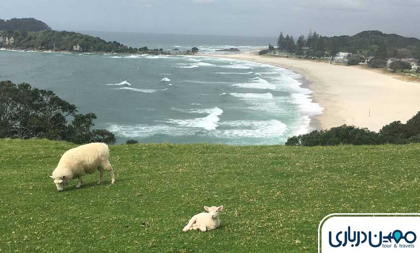 نیوزلند؛ کشوری با سواحل بکر