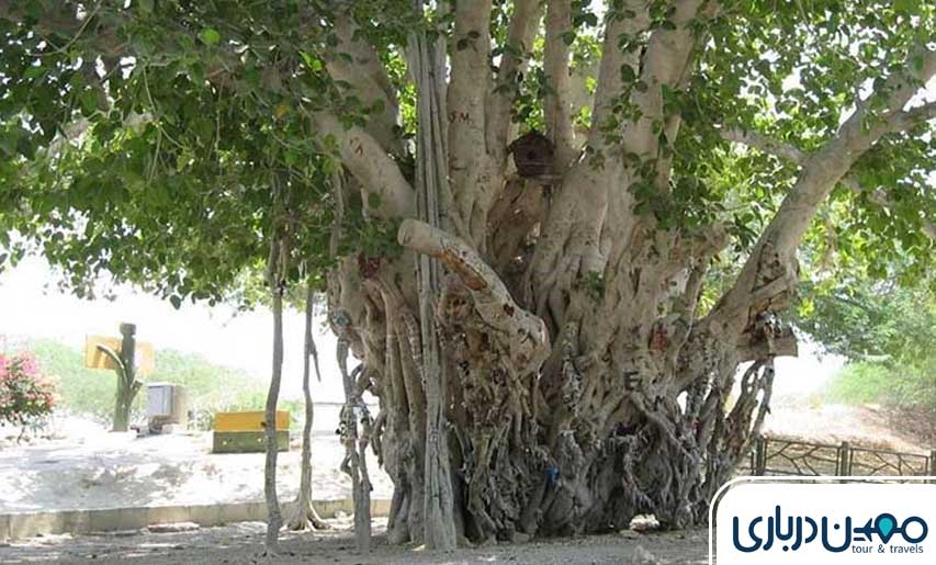 درخت سبز کیش؛ درختی با راز های زیاد