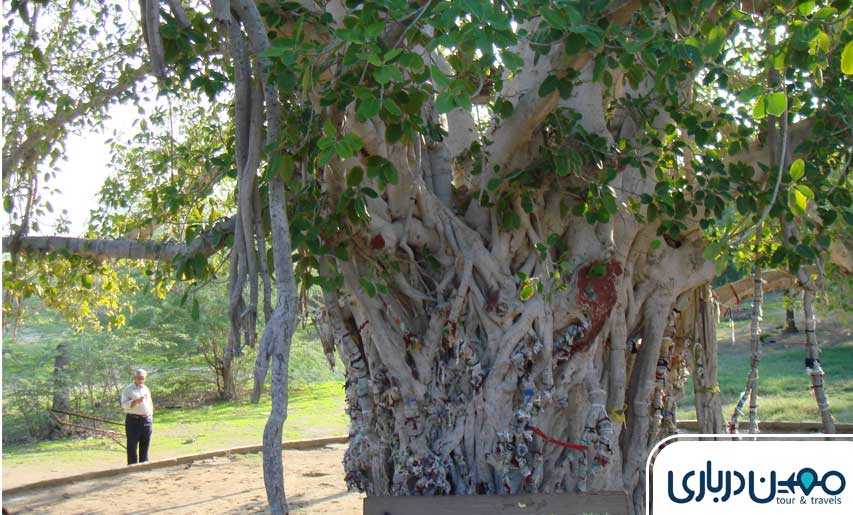 درخت سبز کیش