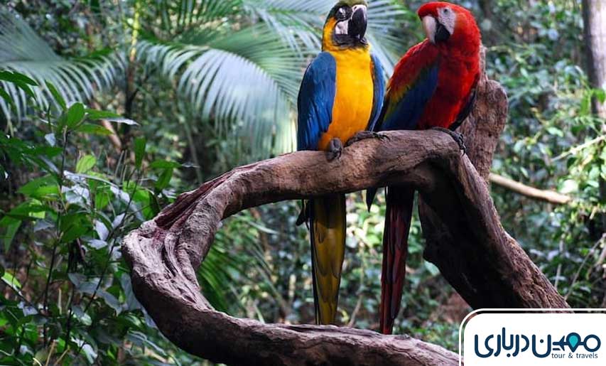 باغ پرندگان کیش