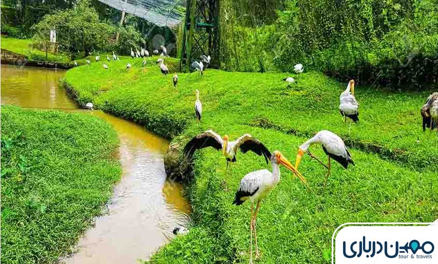 پارک پرندگان کیش