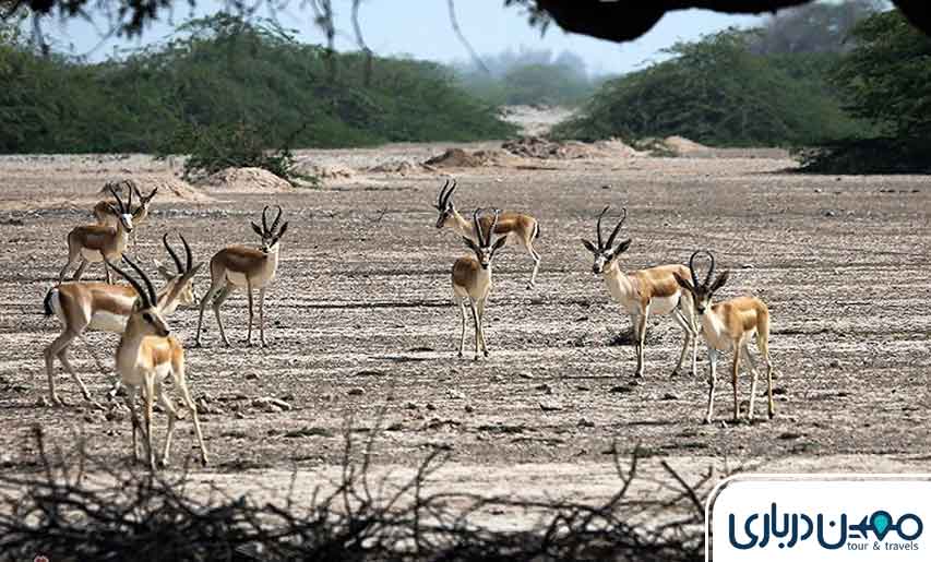 بوستان آهوان کیش