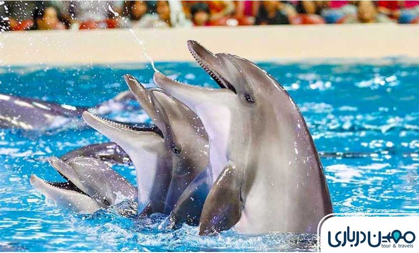 دلفیناریوم کیش؛ جادوی دلفین‌ها در جزیره