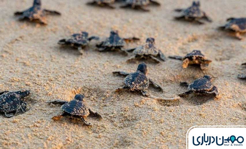 ساحل لاک‌پشت‌های کیش؛ شروع بقای طبیعت