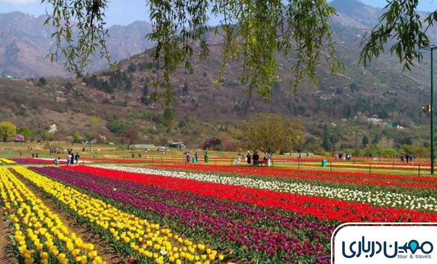 محلات؛ شهر گل‌های رنگارنگ و زینتی