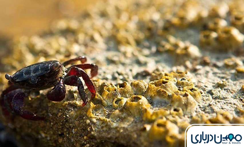 صخره خرچنگ‌ها