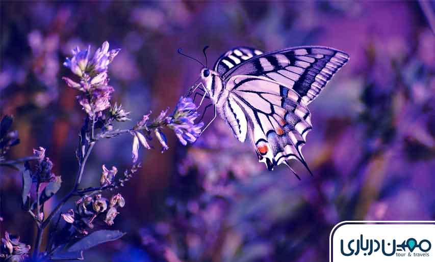 عکاسی از زیبایی‌های دره ارغوان