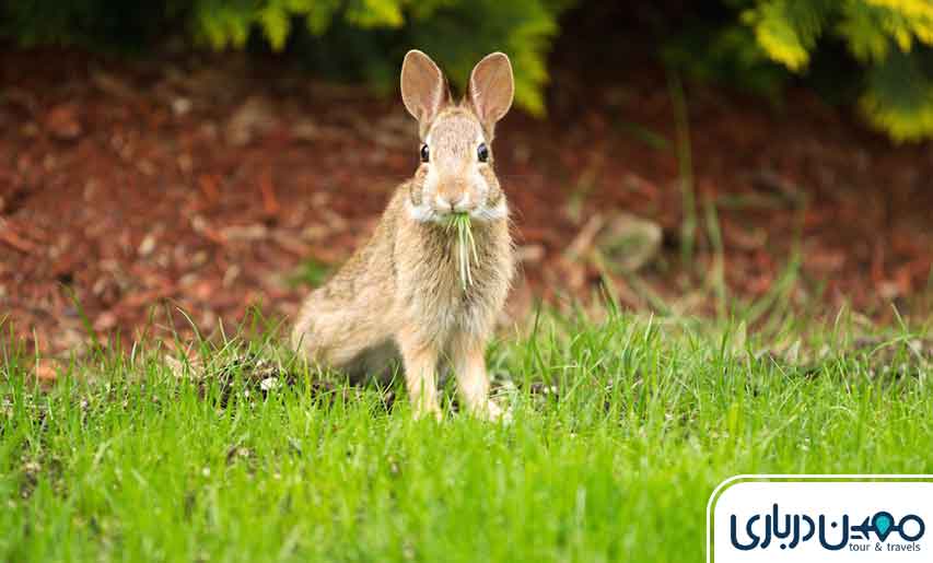 گیاهان و جانوران دشت ارغوان مشهد