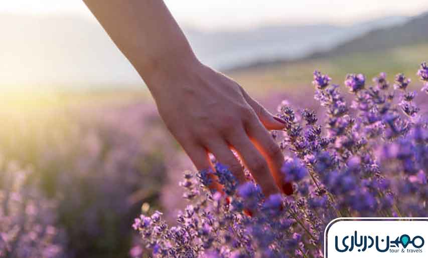 در دره ارغوان چه تفریحاتی وجود دارد؟