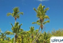 ساحل درختان نارگیل کیش کجاست