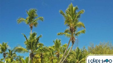 ساحل درختان نارگیل کیش کجاست