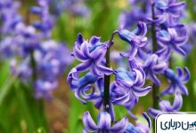 دشت ارغوان مشهد کجاست