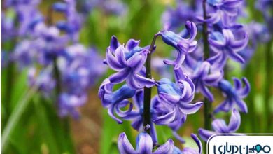 دشت ارغوان مشهد کجاست