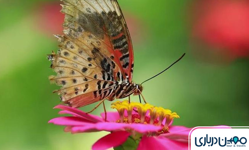 پوشش گیاهی و جانوری روستای نغندر مشهد