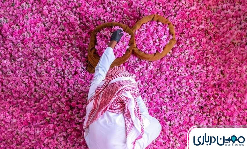 جشنواره گل محمدی گنبرف