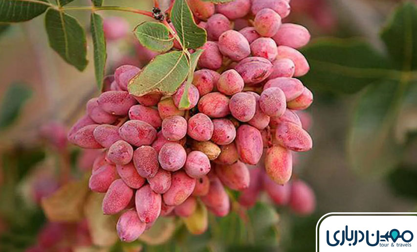 جنگل پسته خواجه کلات نادری مشهد