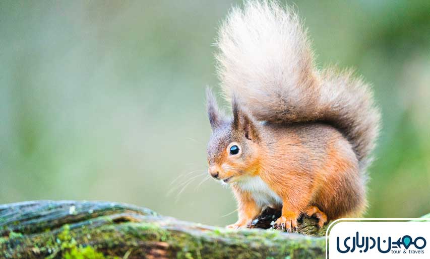 حیات وحش جنگل جیغ