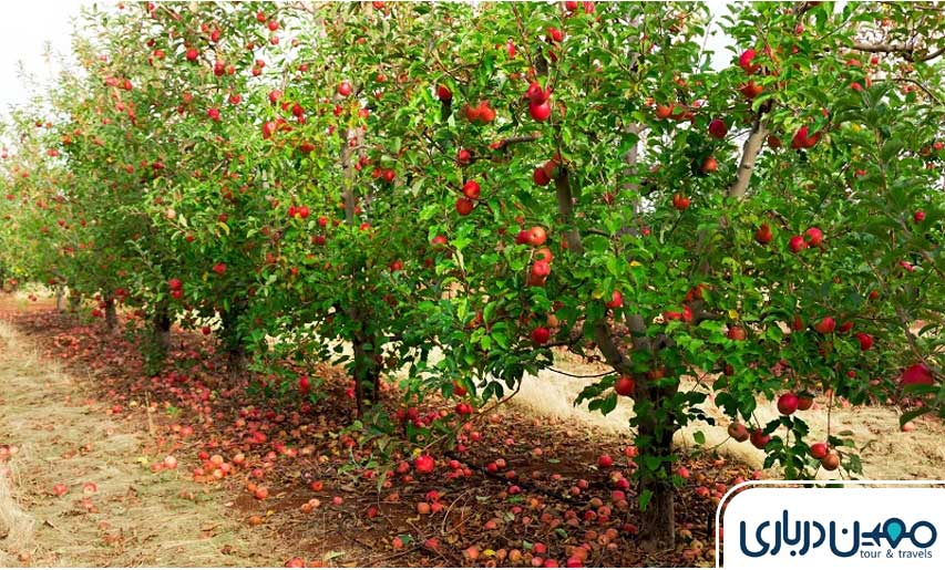 باغ‌های میوه